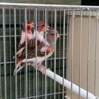 Canarini arlecchino portoghese