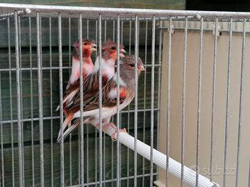 Canarini arlecchino portoghese