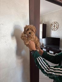 Maltipoo toy