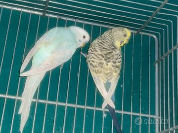 Cocorite