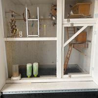 Voliera con cocorite