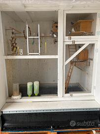 Voliera con cocorite