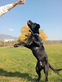 Labrador Maschio 1 anno