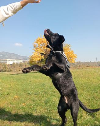 Labrador Maschio 1 anno