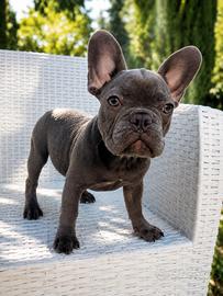 Cucciola bulldog francese total blu