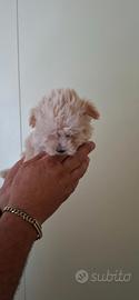 Maltipoo mini toy fino a 12 rate