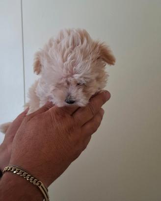 Maltipoo mini toy fino a 12 rate