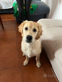 Golden retriver americano