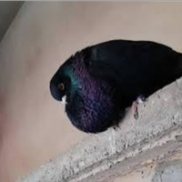 Colombi razza sivianos