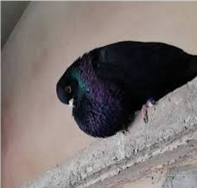 Colombi razza sivianos