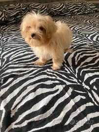 Barboncino maltipoo