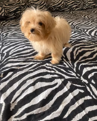Barboncino maltipoo