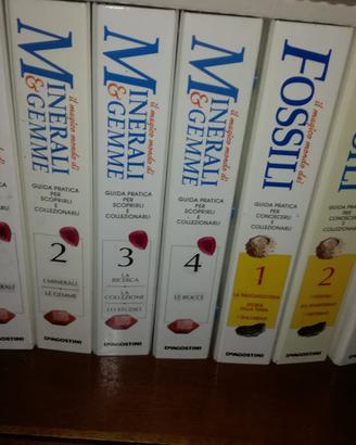 Collezione fossili