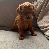 Cuccioli barboncini mini toy maschi femmine