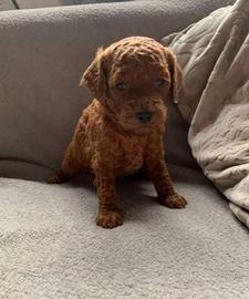 Cuccioli barboncini mini toy maschi femmine