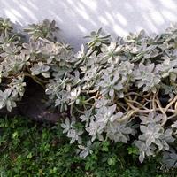 Roselline argentate sedum
