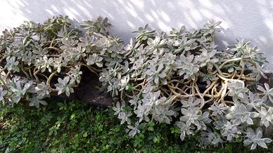 Roselline argentate sedum