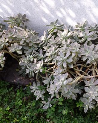 Roselline argentate sedum