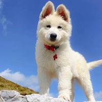 Cuccioli Pastore Svizzero Bianco