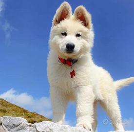 Cuccioli Pastore Svizzero Bianco