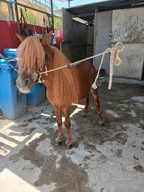 Pony
