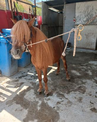 Pony