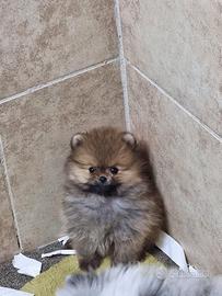 Cuccioli di spitz pomerania M e f