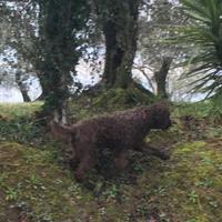 Lagotto Romagnolo