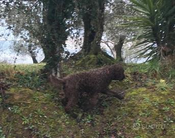 Lagotto Romagnolo
