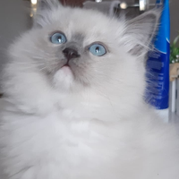 Ragdoll cucciolo