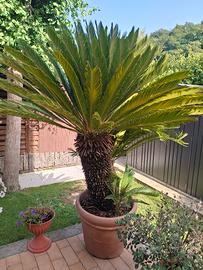 palma grande con due palme piccole