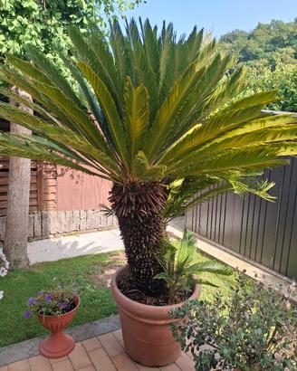 palma grande con due palme piccole