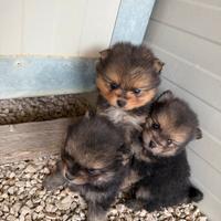 Spitz pomerania mini toy