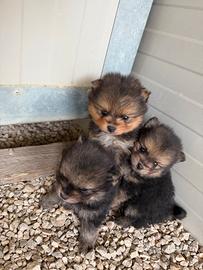 Spitz pomerania mini toy