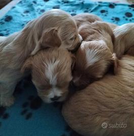 Maltipoo toy