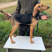 Segugi italiani da lepre