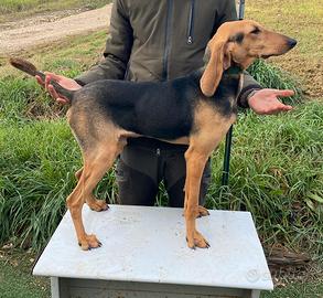 Segugi italiani da lepre