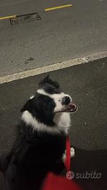 Border Collier per monte