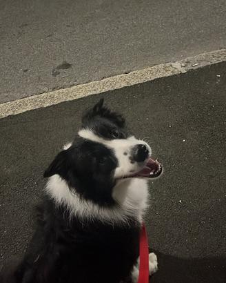 Border Collier per monte