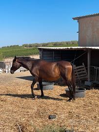 Cavalla e puledro