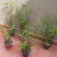 Piante di Papiro e Aloe Vera 