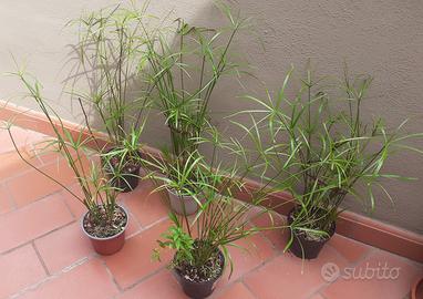 Piante di Papiro e Aloe Vera 