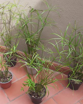 Piante di Papiro e Aloe Vera 