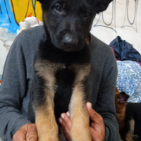 Cuccioli di pastore tedesco