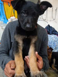 Cuccioli di pastore tedesco