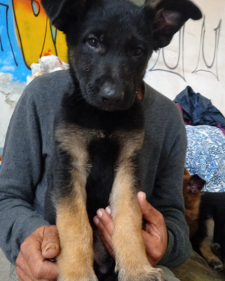 Cuccioli di pastore tedesco