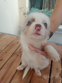 Cuccioli border collie bleu e red merle