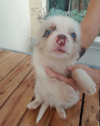 Cuccioli border collie bleu e red merle