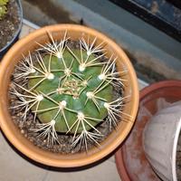 cactus 🌵 san Pedro 