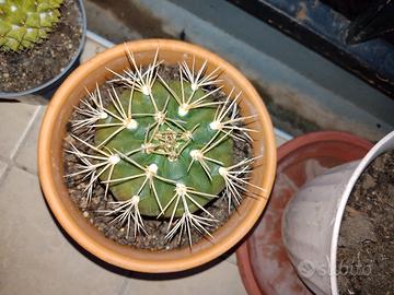 cactus 🌵 san Pedro 